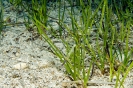 Algae & Seagrasses