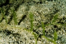 Caulerpa racemosa 