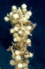 Sargassum vulgare