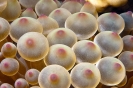 Entacmaea quadricolor (Bubble Anemone)