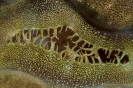 Tridacna maxima (Great clam)