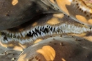 Tridacna maxima
