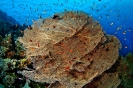 Annella mollis (Gorgonian coral)
