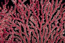 Scleronephthya sp. (Gorgonian coral)