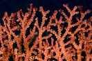 Gorgonians and Sea Pens