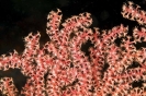 Echinomuricea sp.