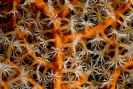 Corallium sp.