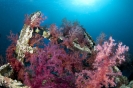 soft coral_2