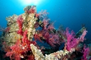 soft coral_3