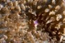 soft coral_4