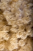 soft coral_4