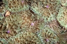 soft coral_5