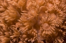 soft coral_9