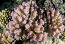 stony coral_10