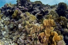 stony coral_1