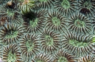 stony coral_3