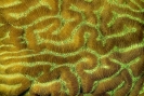 Stony Corals_11