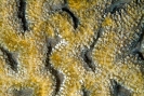 Stony Corals_12