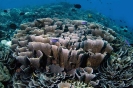 Stony Corals_17