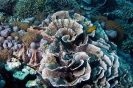 Stony Corals_18