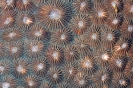 Stony Corals_20