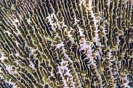 Stony Corals_21