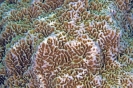 Stony Corals_22