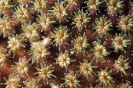 Stony Corals_35