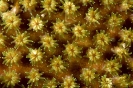 Stony Corals_36