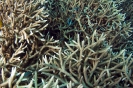 Stony Corals_37