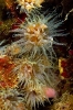 Stony Corals_3