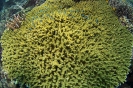 stony corals_3