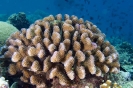Stony Corals_41