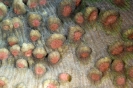 Stony Corals_42
