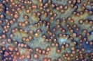 Stony Corals_43