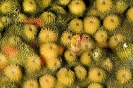 Stony Corals_45