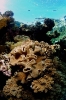 Stony Corals_46