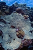 Stony Corals_49