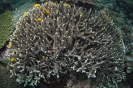 stony corals_4