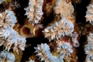 Stony Corals_50