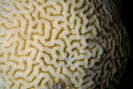 Stony Corals_51