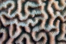 Stony Corals_52