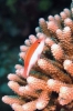 Stony Corals_53