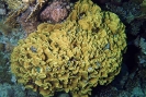 Stony Corals_54