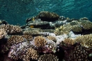 Stony Corals_55
