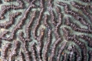 Stony Corals_5