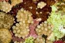 Stony Corals_6