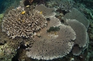 stony corals_6