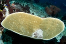 stony corals_6