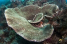 stony corals_7